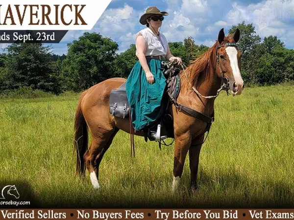 घोड़ा, Quarter Horse