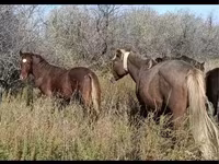 Caballo, Caballos — foto 3