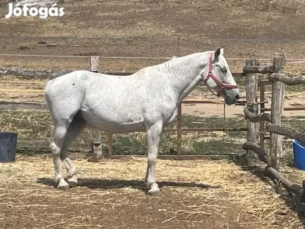 Kanca, Hungarian horse breed — Magyarország