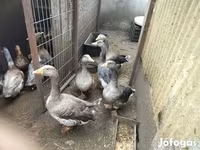 Geese — 6. fotó