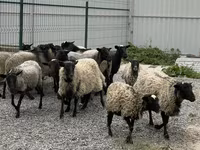 Oveja, Romanov sheep — foto 2