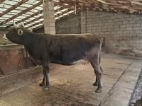 Tehén, Swiss cattle — 1. fotó