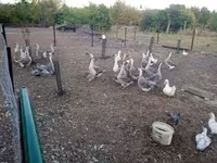 Geese — फ़ोटो 2