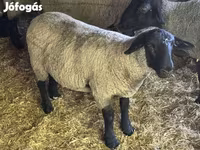 Kos, White Suffolk sheep — 2. fotó