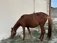Hing, Karabakh horse — 2. fotó