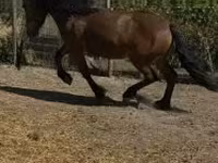 母马, Horses — 照片 3
