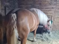 母马, Horses — 照片 2