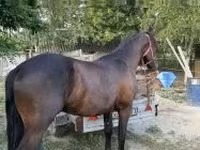 घोड़ा, Friesian — फ़ोटो 2