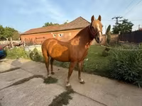 Kanca, Haflinger — 1. fotó