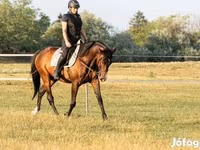 Hengst, Hungarian horse breed — Foto 4