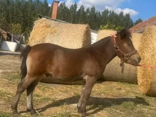 Hing, Lovak — Magyarország