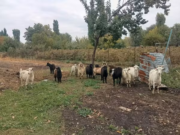 Коза, Альпийская коза