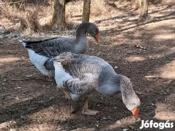 Geese