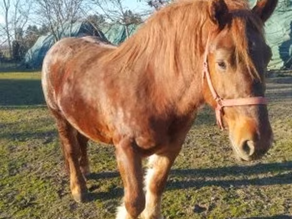 Kanca, Hungarian horse breed — Magyarország