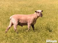 Kos, Shroshire sheep — 3. fotó