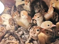 Turkeys — zdjęcie 2