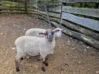 母羊, White Suffolk sheep — 照片 3