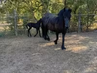 Kobyła, Friesian — zdjęcie 6
