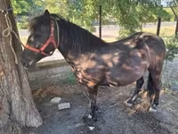 Yegua, Caballos — foto 8