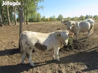 Bika, Charolais cattle — 3. fotó