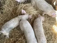 Eber, Schweine — Foto 2