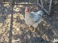 Chickens — 照片 4