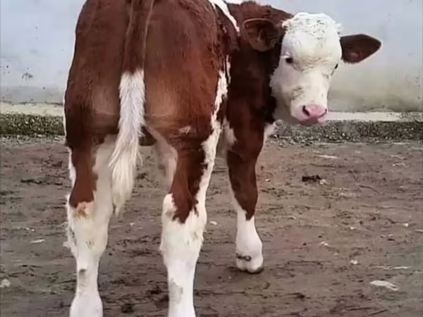 Býk, Simmental cattle