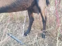 Ziege, Alpine goat — Foto 3