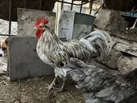 澳洲黑 — 照片 3