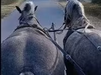 母马, Horses — 照片 2