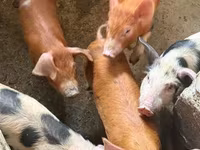Sow, Pigs — photo 4