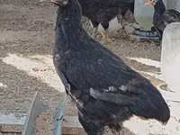 Chickens — 照片 1