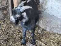 Bode, Cabras — foto 3