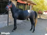 Hing, Lovak — 4. fotó