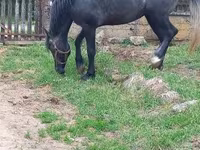 حصان, Lipizzaner — الصورة 7