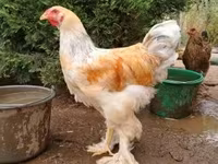 Brahma — foto 1