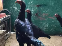 galinhas Shamo — foto 4
