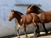 公马, Horses — 照片 1