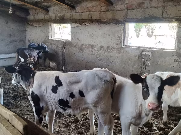 Krowa, Bydło