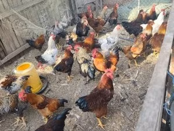 Chickens — 匈牙利