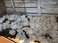 Chickens — photo 1
