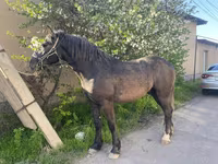 Hing, Kustanai horse — 3. fotó