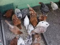 Chickens — फ़ोटो 5
