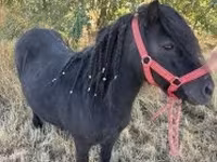 母马, Horses — 照片 1