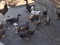 Ducks — 2. fotó