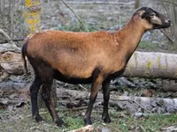 Sheep, Cameroon sheep — photo 1