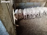 猪（批次，未指定性别）, Pigs — 照片 2