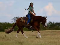 Cheval, Quarter Horse — photo 7