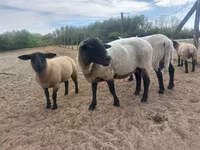 母羊, White Suffolk sheep — 照片 2