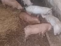 Disznók (tétel, nem megadva), Sertések — 6. fotó